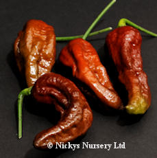 Peppers Chilli CHOCOLATE Bhut Jolokia 10 seeds